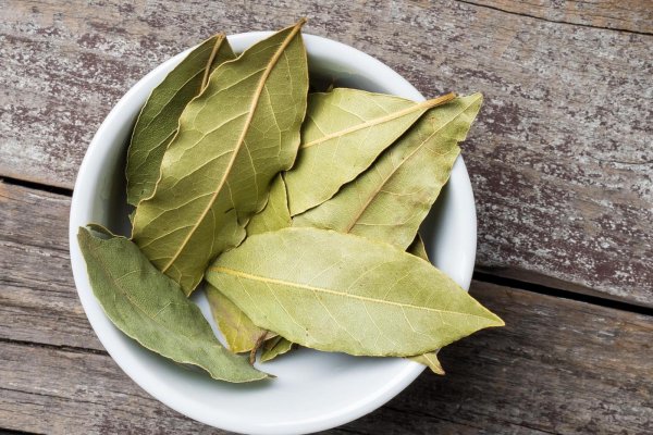 Bay Leaves - Red Club