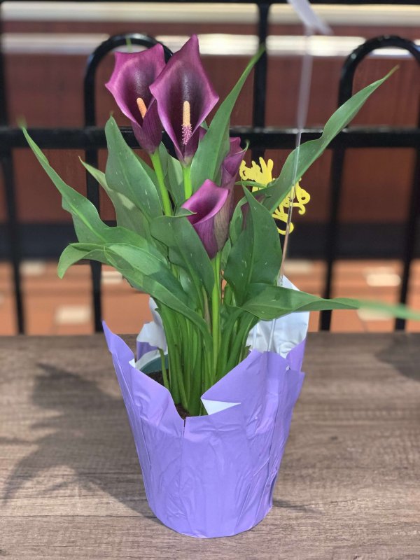 Plant - Calla Lily