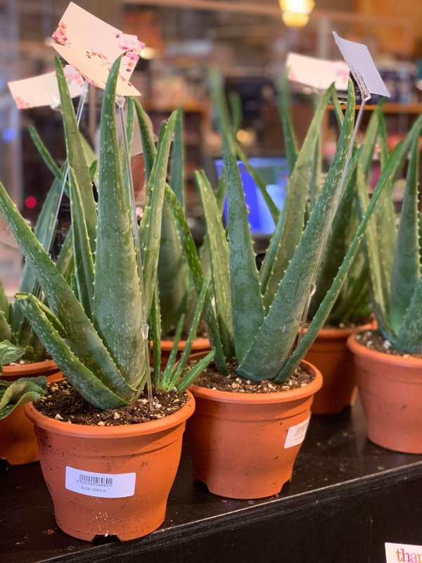 Plant - Aloe Vera