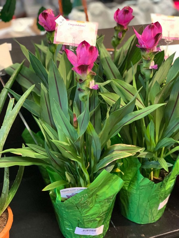 Plant - Curcuma