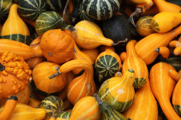 *Local - Gourds - Assorted*
