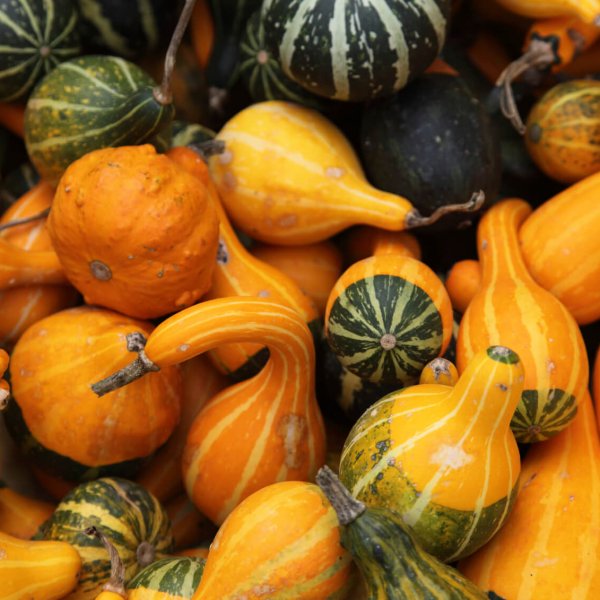 *Local - Gourds - Assorted*