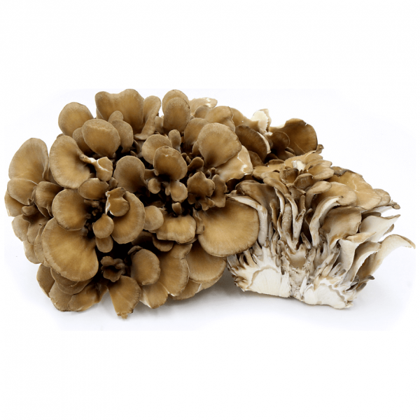 Mushroom - Kuro Maitake
