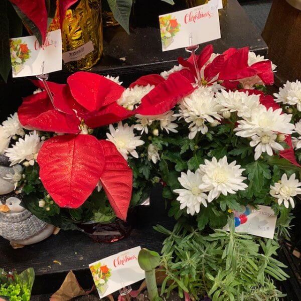 Plant - Mum Poinsettia
