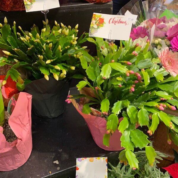 Plant - Christmas Cactus