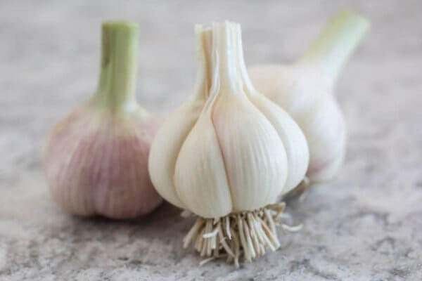 Fresh Garlic with Stem
