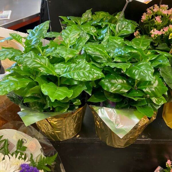 Plant - Coffee Arabica