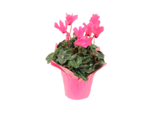 Plant - Cyclamen