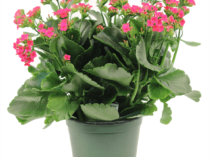 Plant - Kalanchoe