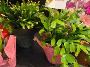 Plant - Christmas Cactus