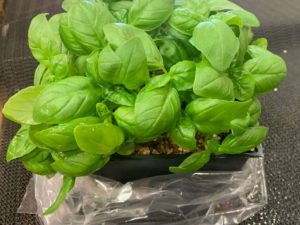 Basil - Slegers Greens
