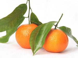 Clementine with Stem and Leaf