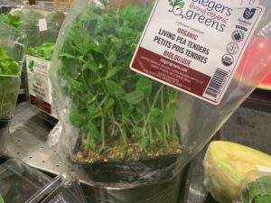 Pea Tenders - Slegers Greens