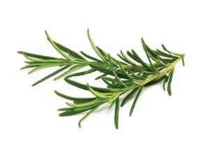 Rosemary - Fresh