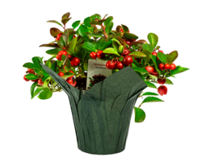 PLANT - Winterberry Gaultheria 4''