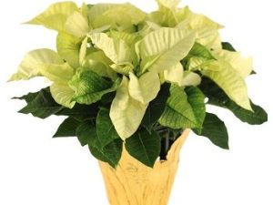 PLANT - Poinsettia 6''