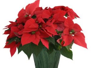 PLANT- Poinsettia 8''